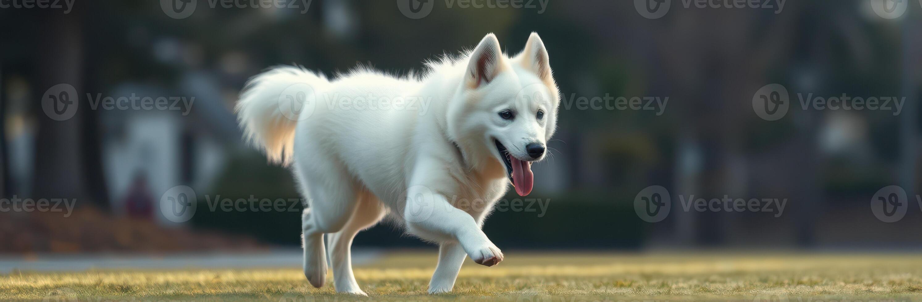 Playful white dog runs joyfully across a grassy park in the early evening light photo