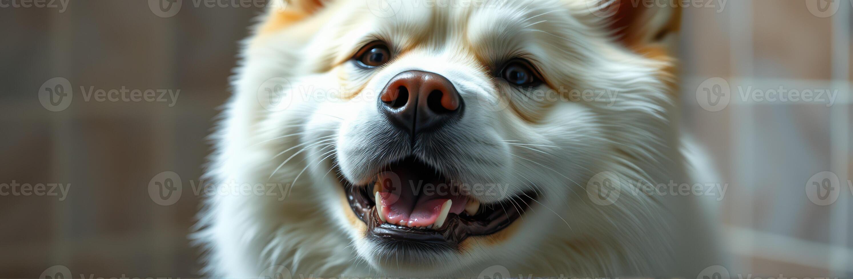 Happy white dog with a friendly expression relaxing indoors in the afternoon light photo