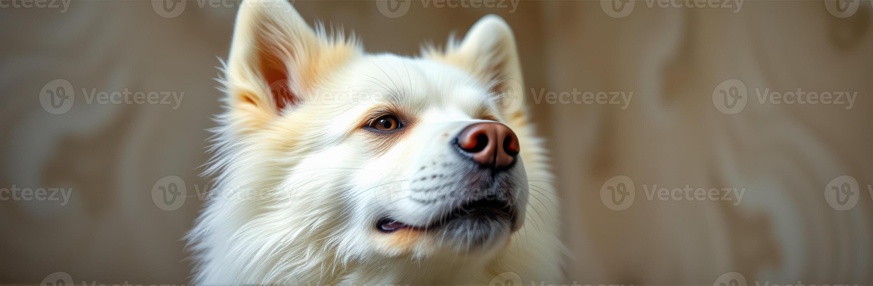 Beautiful white dog with expressive eyes relaxing indoors in a well-lit space during the day photo