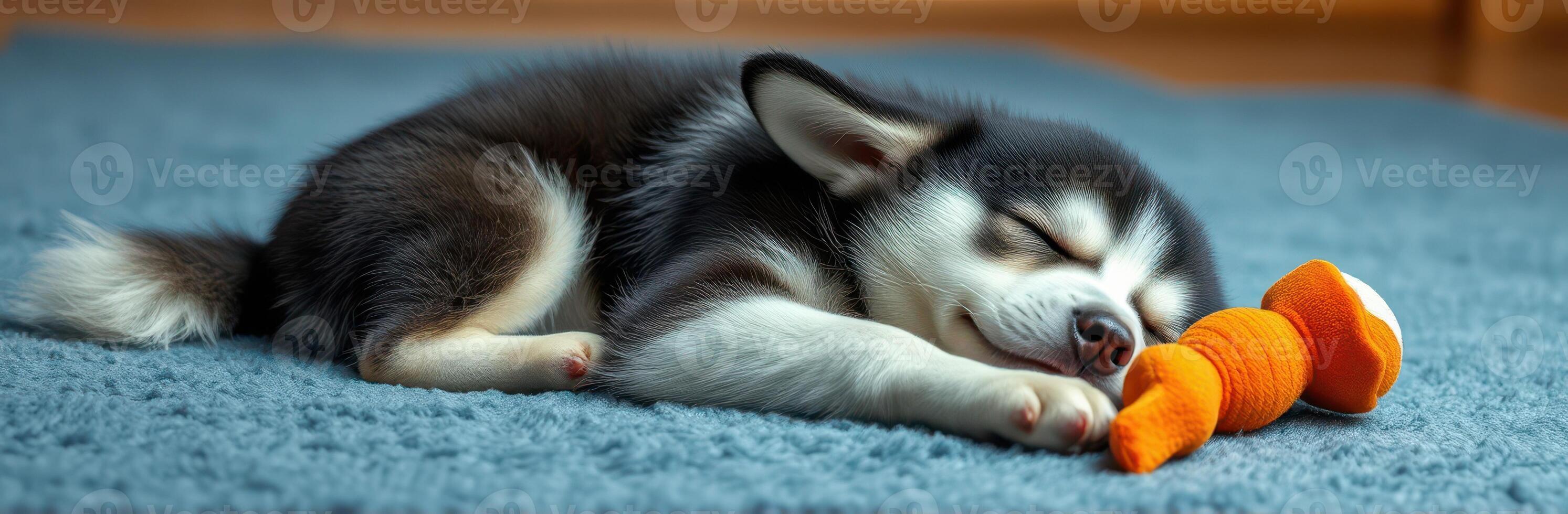 Cute puppy peacefully sleeping on a soft carpet near a toy in a cozy indoor setting photo