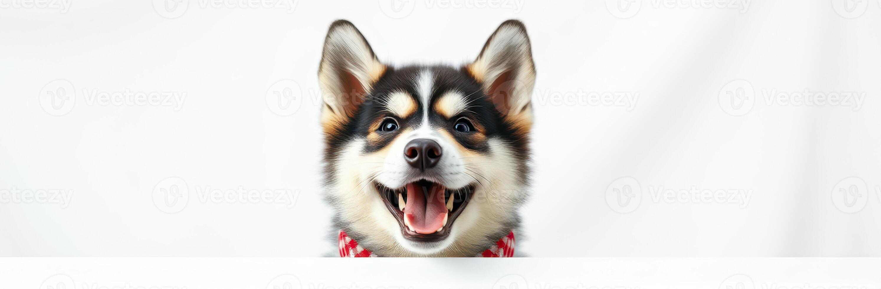 Happy dog with a cheerful expression sitting behind a white surface in a bright indoor setting photo