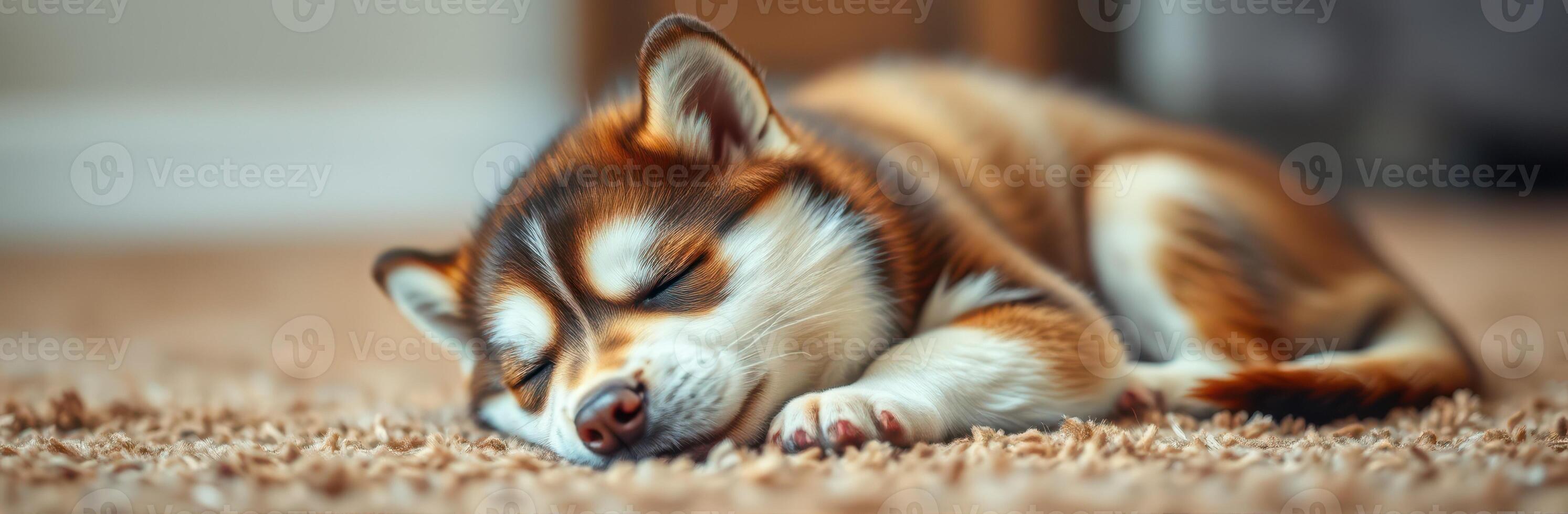Cute shiba inu puppy sleeps peacefully on soft carpet in warm indoor setting during afternoon photo