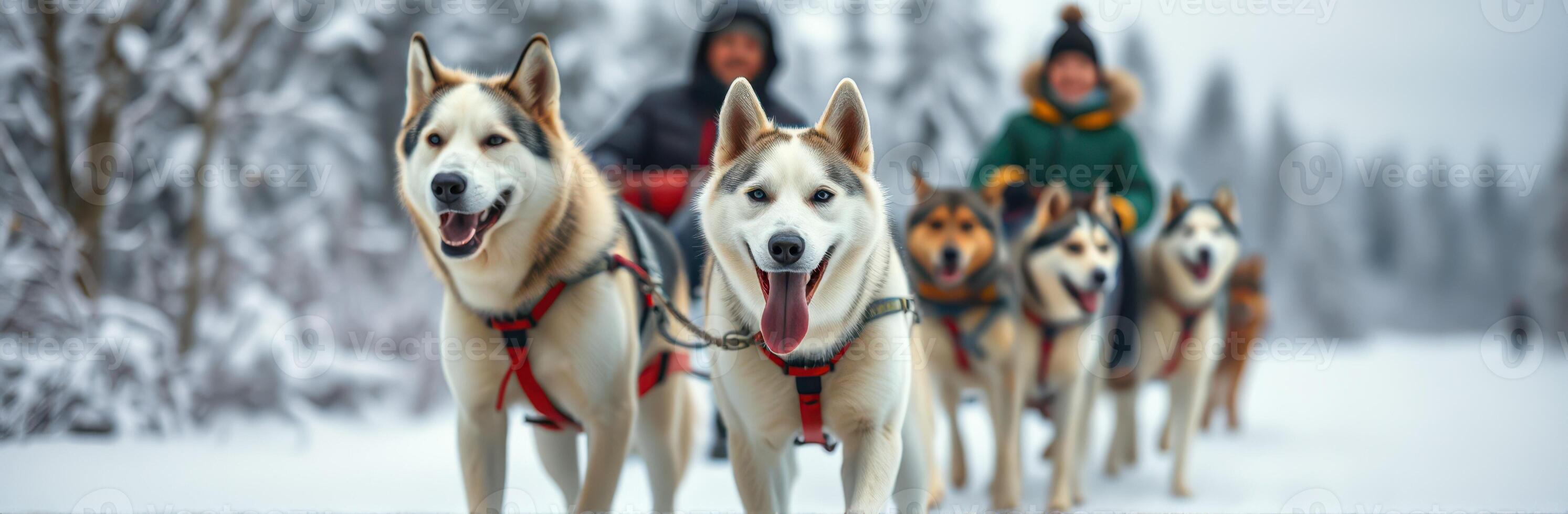 Exciting dog sledding adventure through the snowy wilderness in winter photo