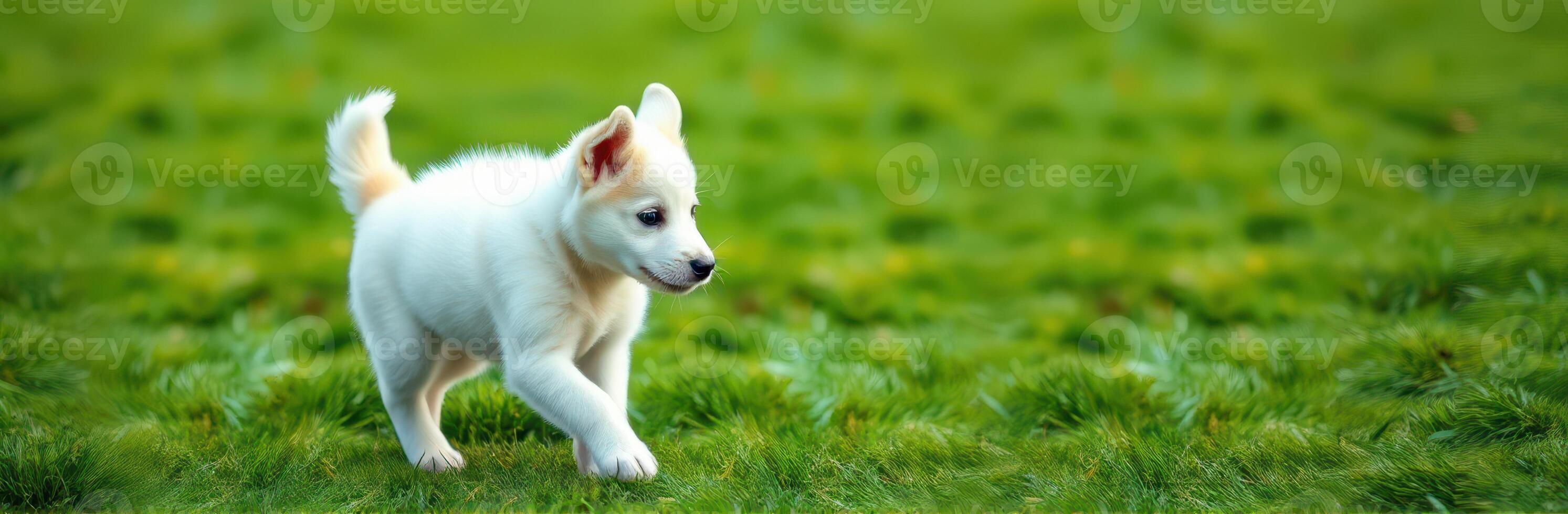 Cute white puppy exploring a lush green field under bright sunlight during a pleasant afternoon photo