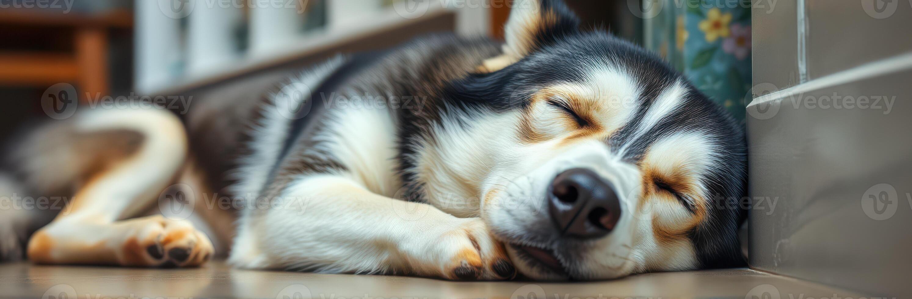 Sleeping husky dog rests comfortably on a wooden floor indoors in a cozy setting during daylight hours photo