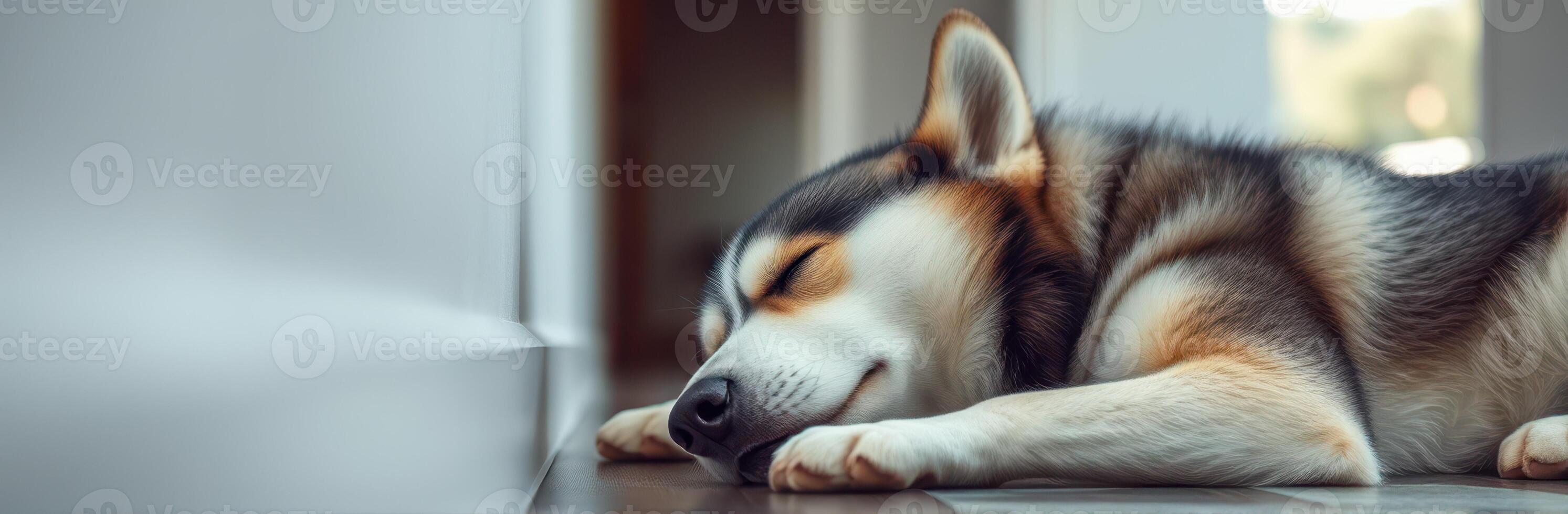 Cozy husky resting peacefully on a wooden floor in a sunlit room during the afternoon photo