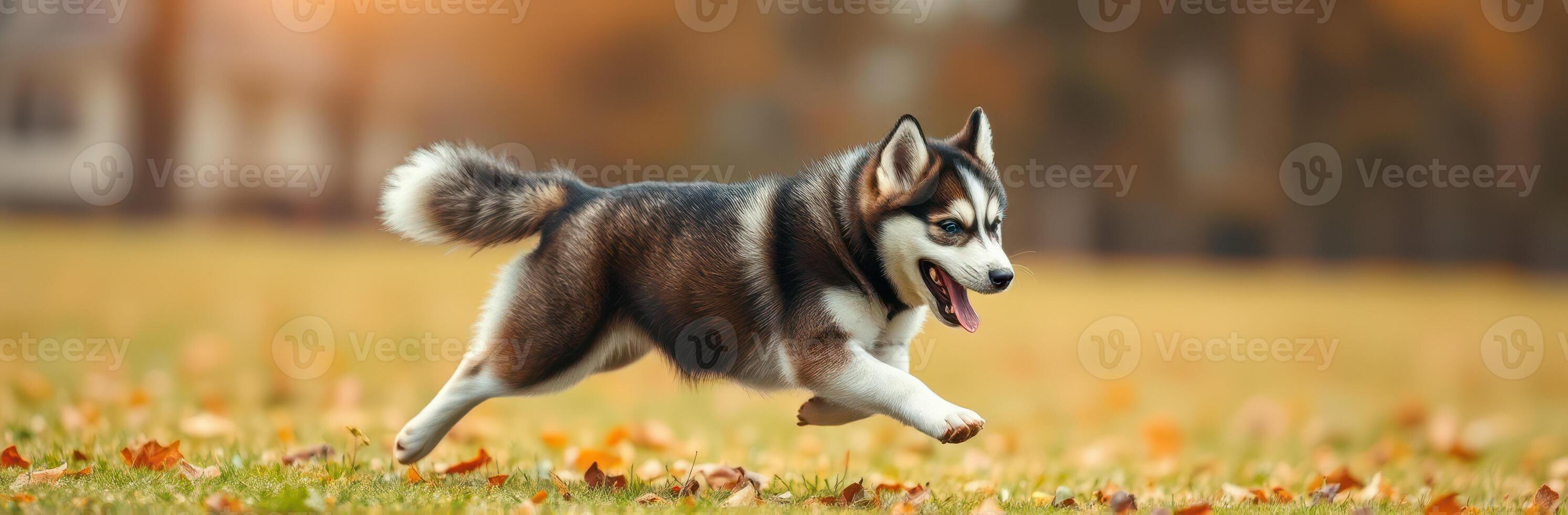 Siberian husky joyfully running through a park covered with autumn leaves during golden hour photo