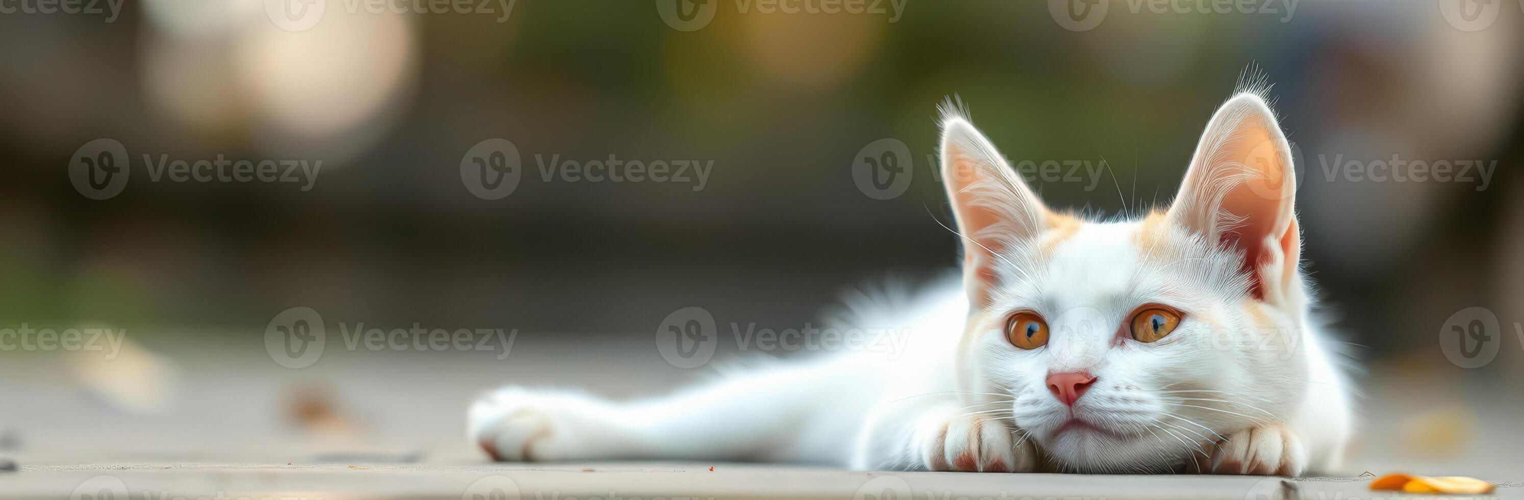 White cat with orange patches lies calmly on a pathway surrounded by autumn leaves during golden hour photo