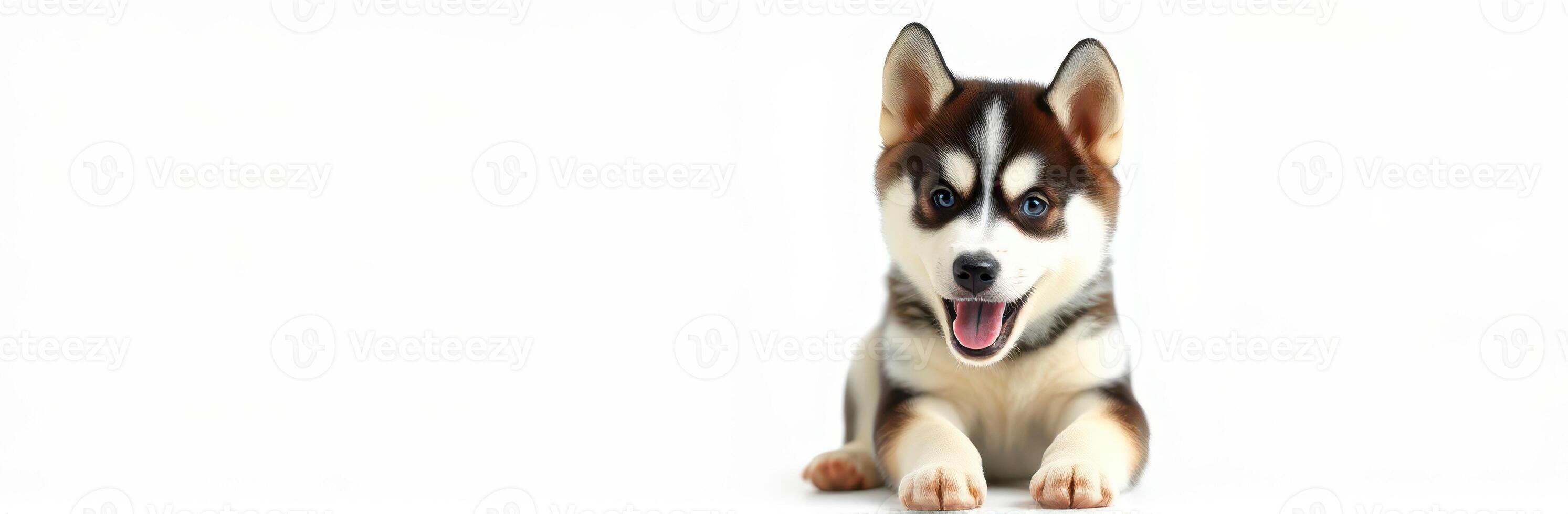 Happy husky puppy sitting calmly on a clean white background with an inviting expression photo