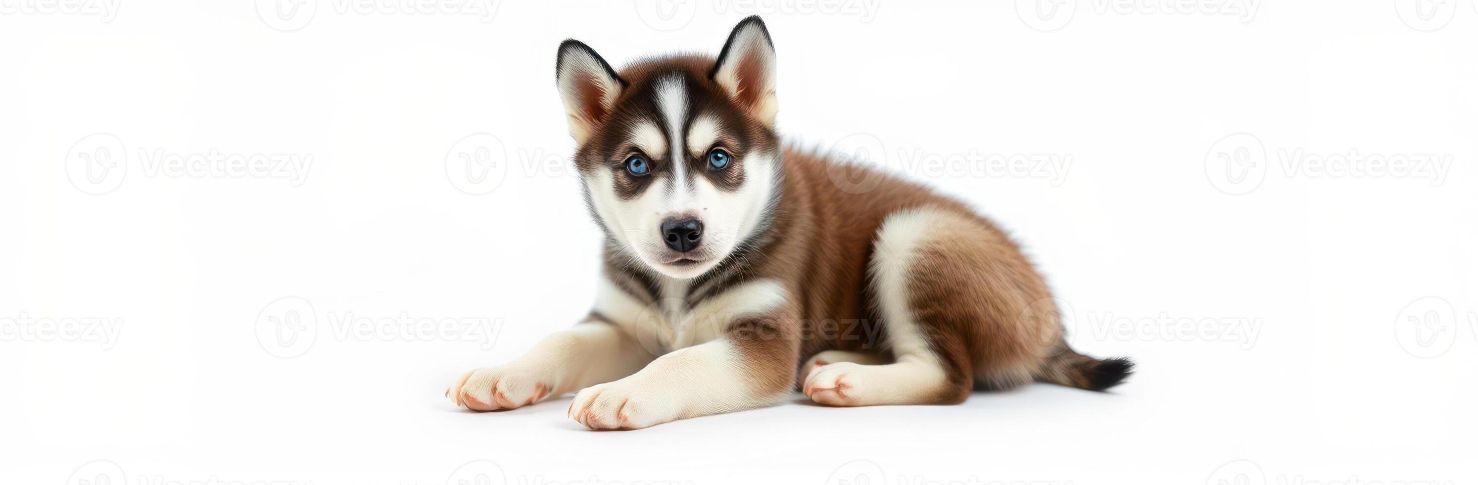 Adorable husky puppy resting with a curious expression on a plain background photo