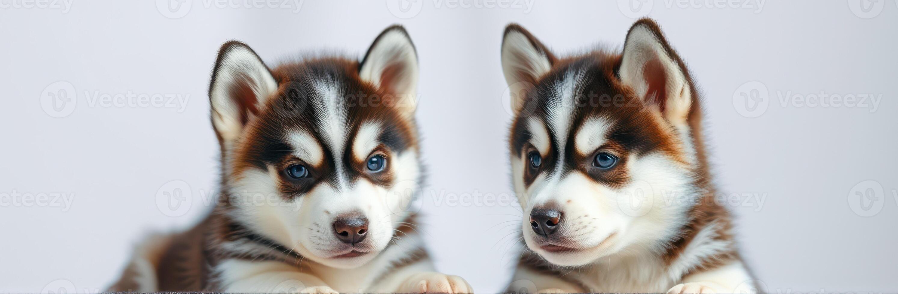 Two playful husky puppies sitting together in a cozy indoor space during a bright afternoon photo