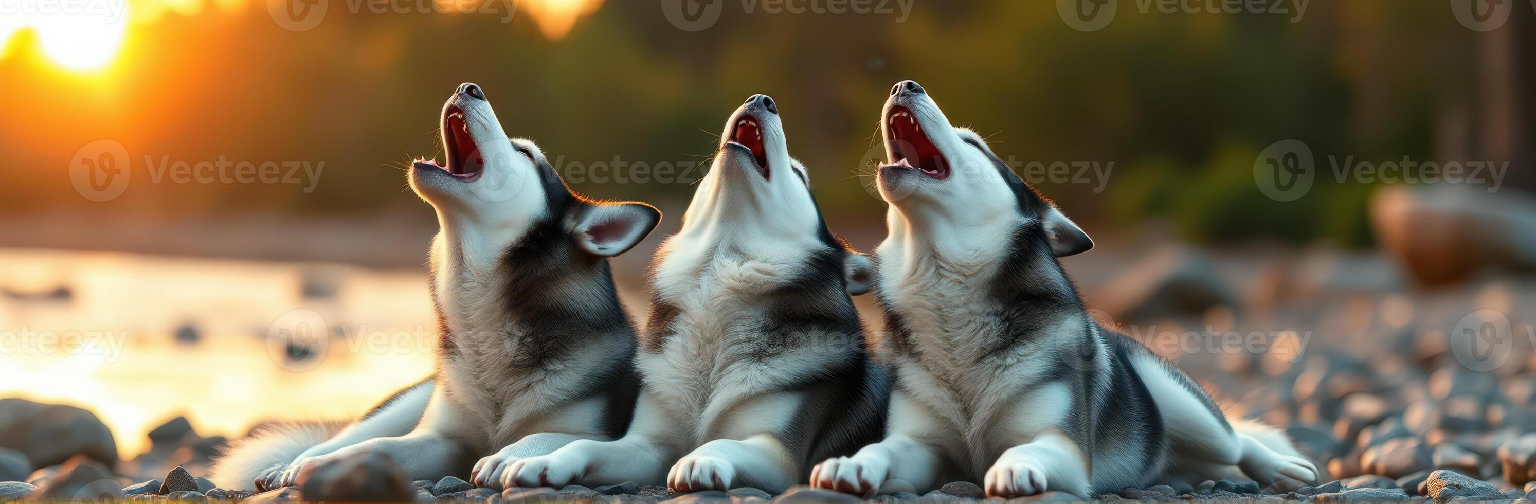 Three huskies howling at sunset along a rocky shoreline in a serene natural setting photo