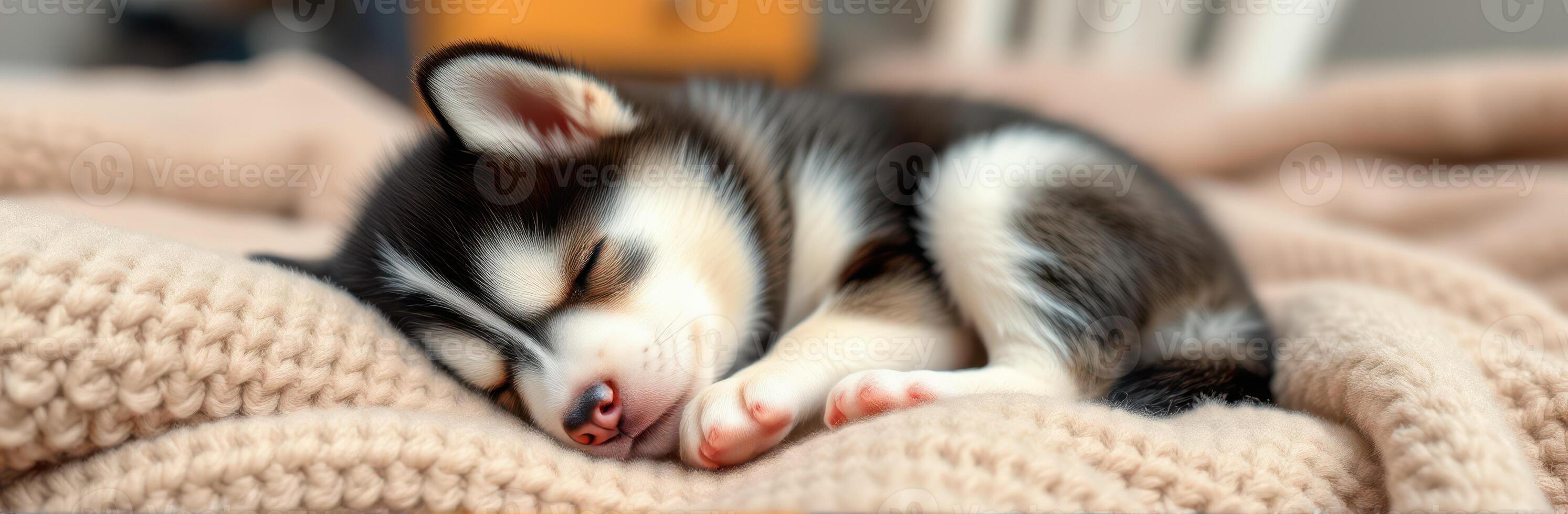 Sleeping husky puppy on a cozy blanket in a warm indoor setting during the afternoon photo