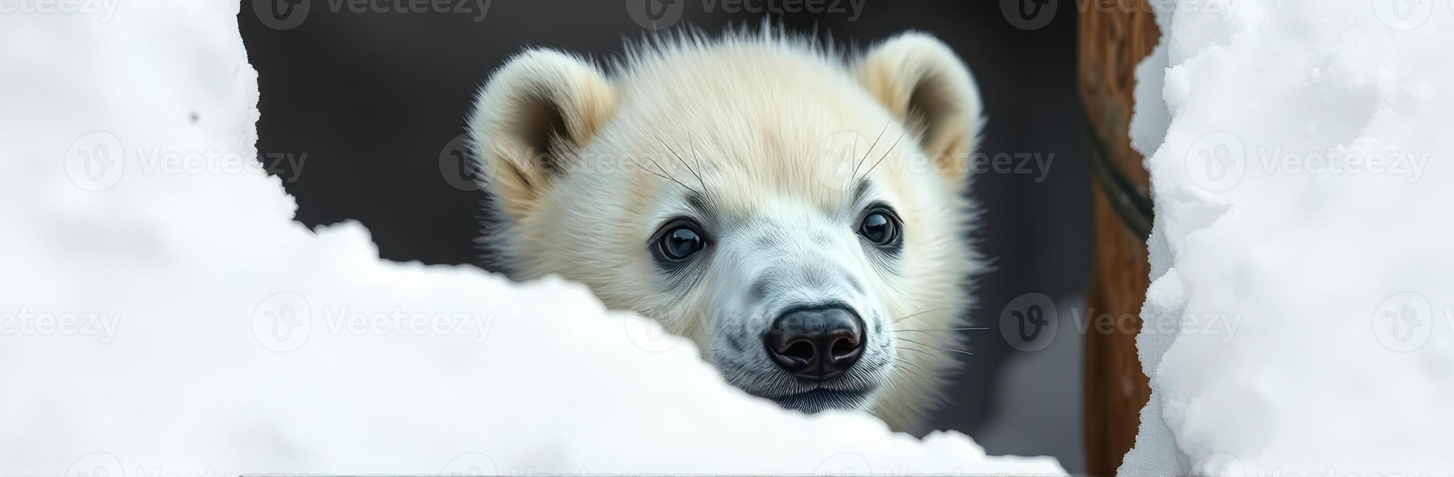 Polar bear cub peeking through snow with curious expression in a winter habitat photo