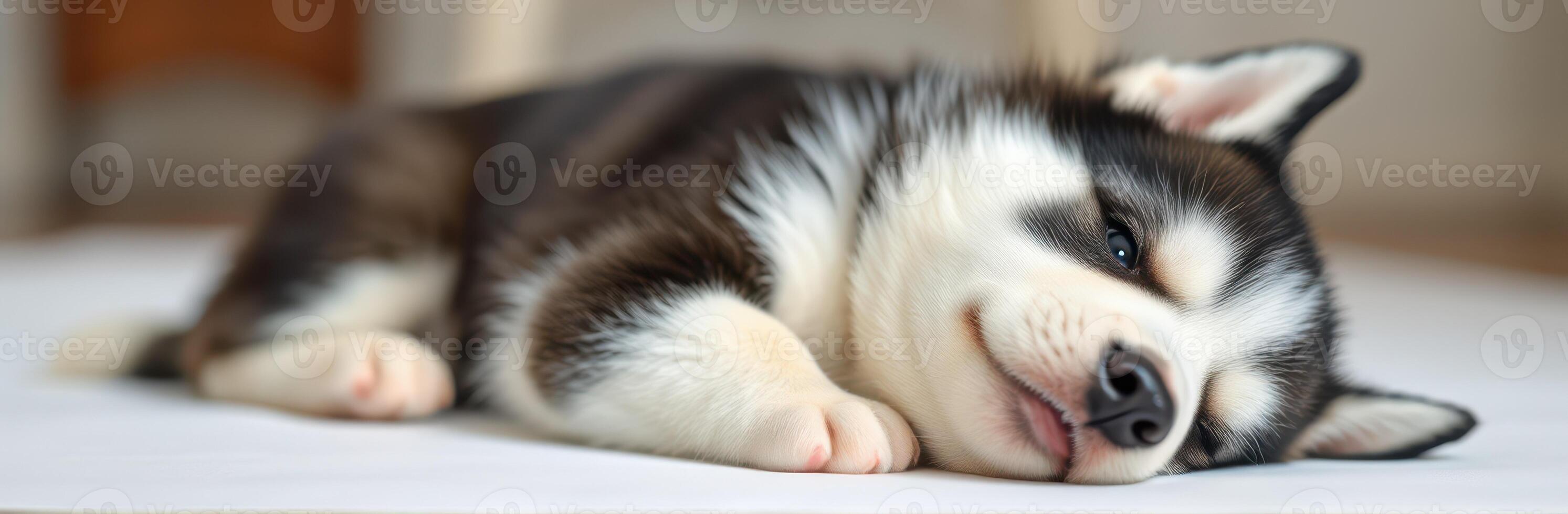 Cute husky puppy sleeping peacefully on a soft surface indoors in a cozy setting photo