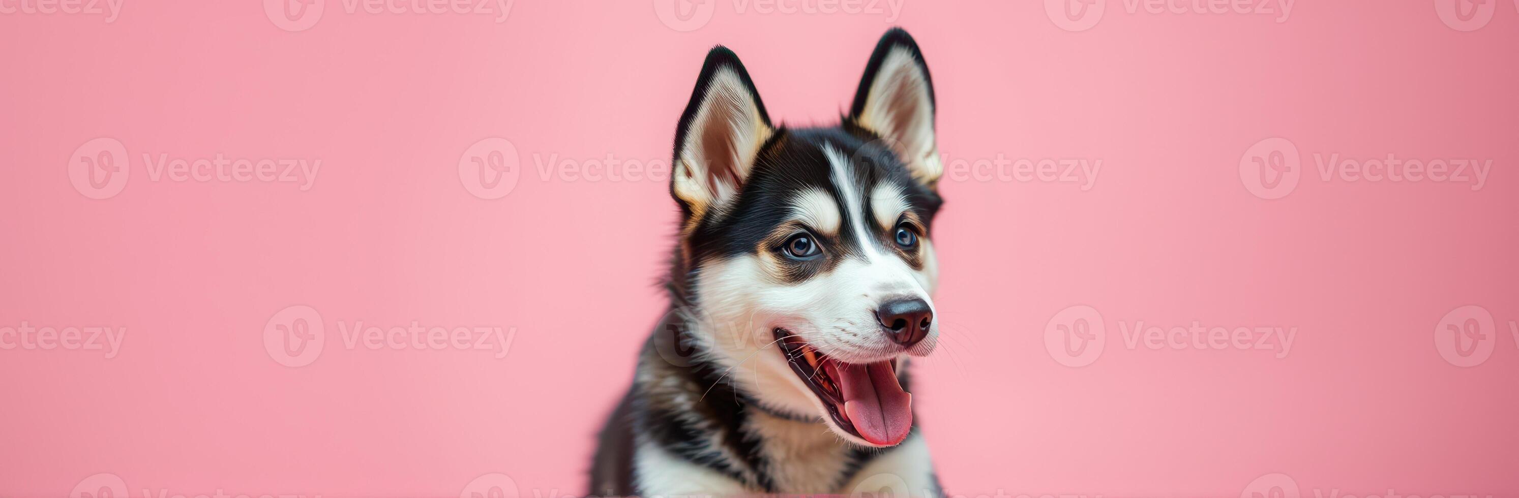 Happy husky puppy posing against a pink backdrop with a playful expression during a photoshoot photo