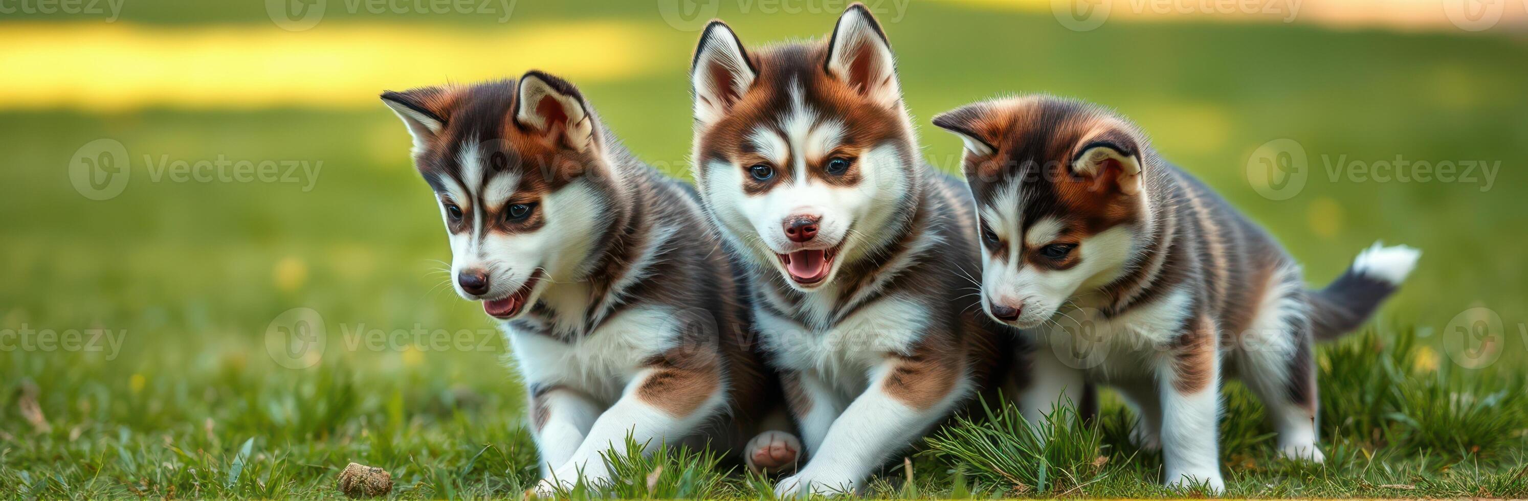 Three playful husky puppies exploring a grassy field in warm sunlight during a bright summer afternoon photo