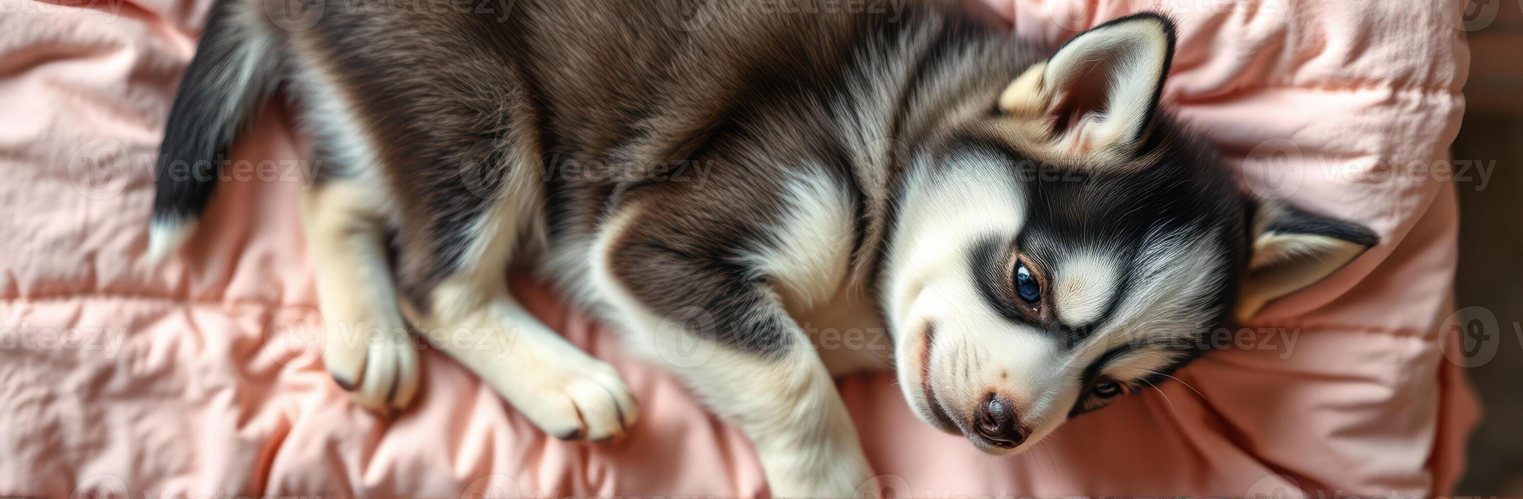 Cute husky puppy resting peacefully on a soft pink blanket in a cozy indoor setting photo
