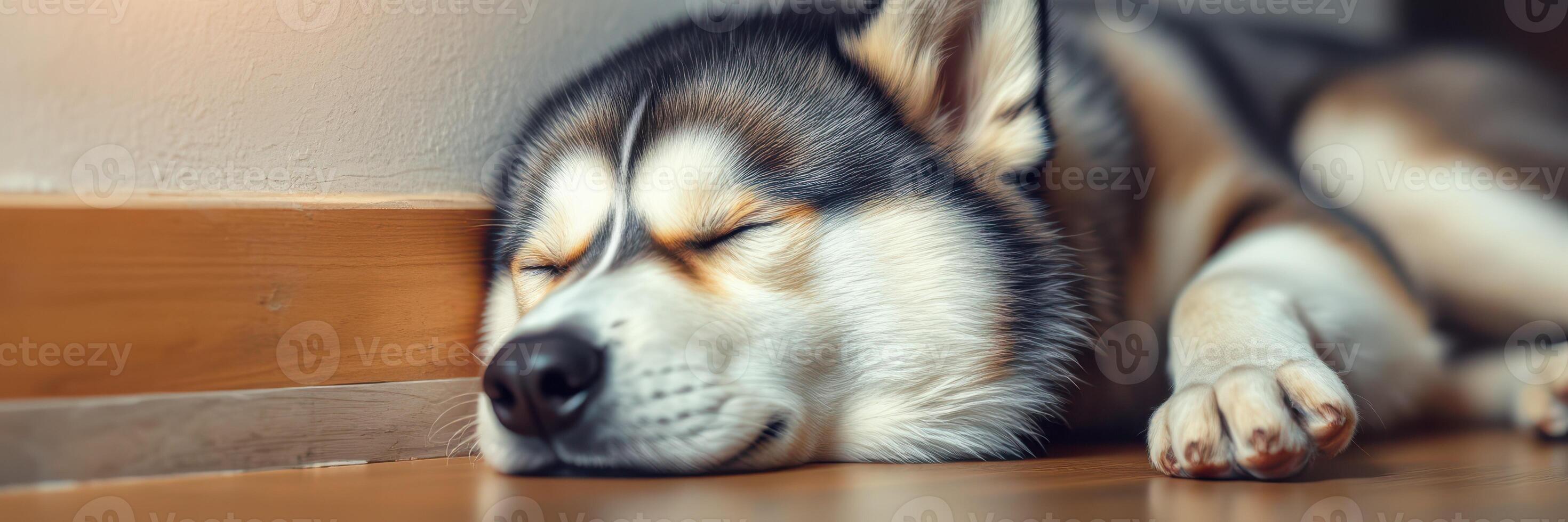 Sleeping dog rests peacefully on wooden floor near wall in cozy indoor setting during calm afternoon hours photo