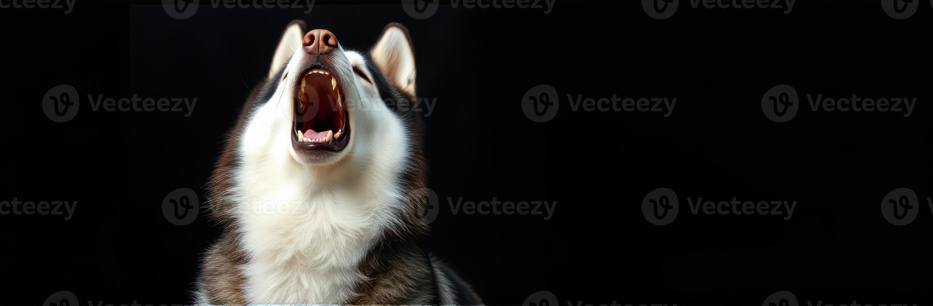 Wolf howling against a dark background captures the essence of wilderness and nature in a striking moment of expression photo