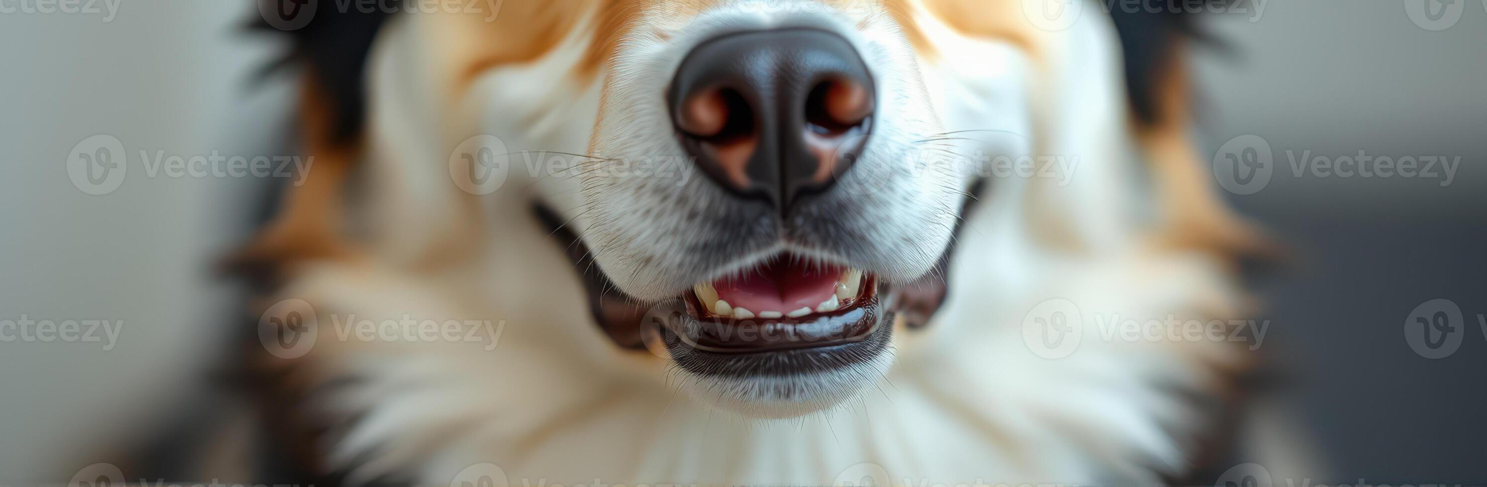 Happy dog smiling indoors with soft lighting, enjoying a moment of joy and warmth in a cozy environment photo