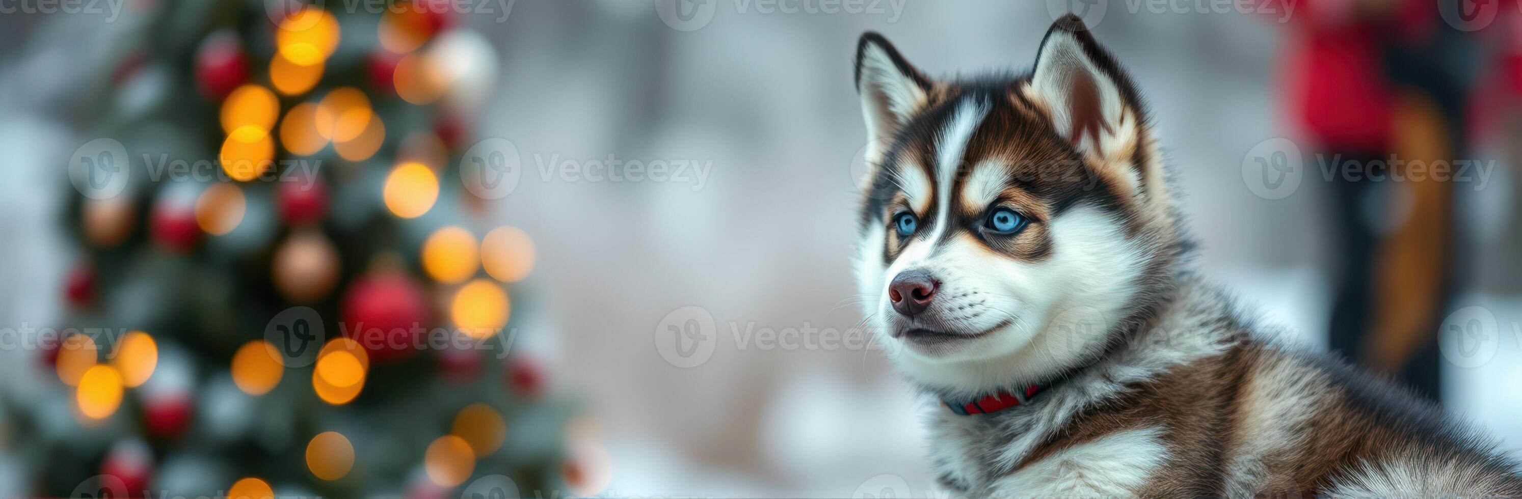 Fluffy husky puppy enjoying a snowy winter day near a decorated Christmas tree photo