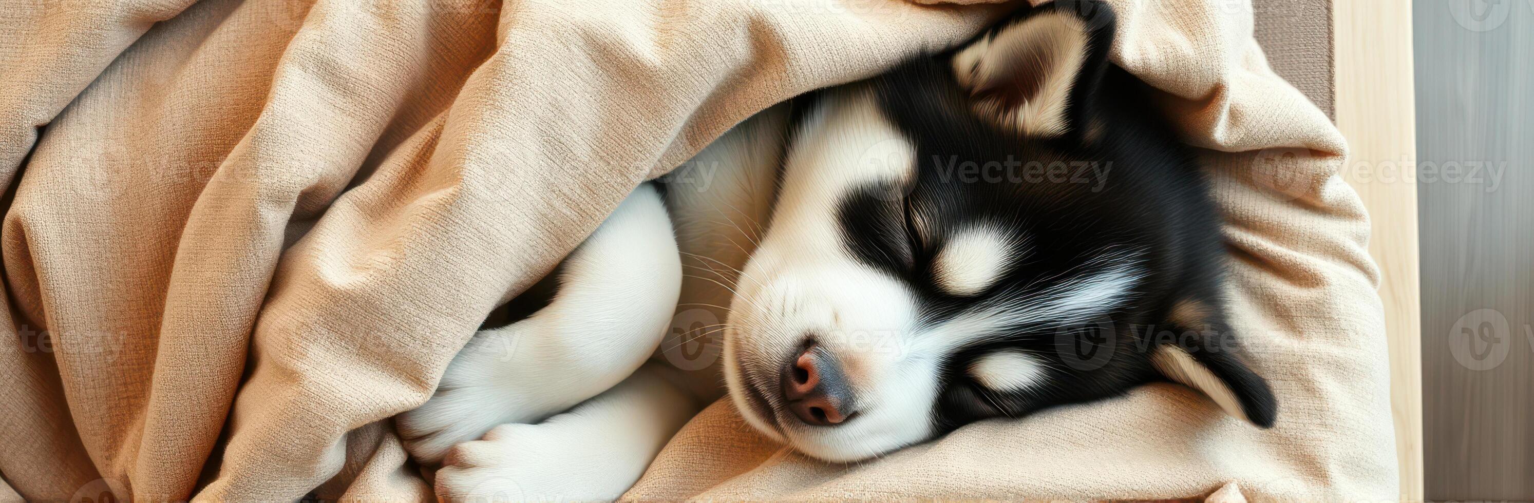 Cute sleeping puppy wrapped in a soft blanket in a cozy indoor setting during daytime photo
