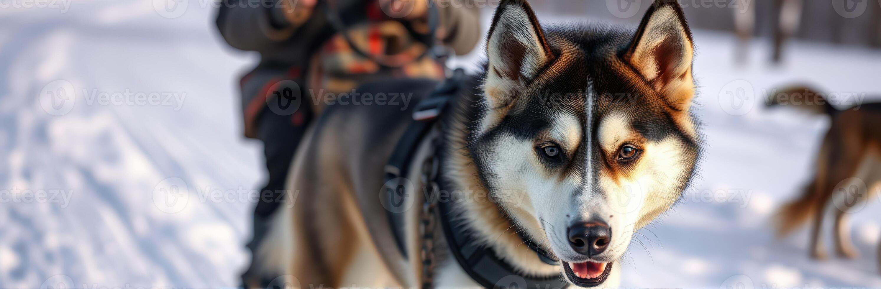 Dog sledding adventure in winter landscape with eager huskies leading the way photo