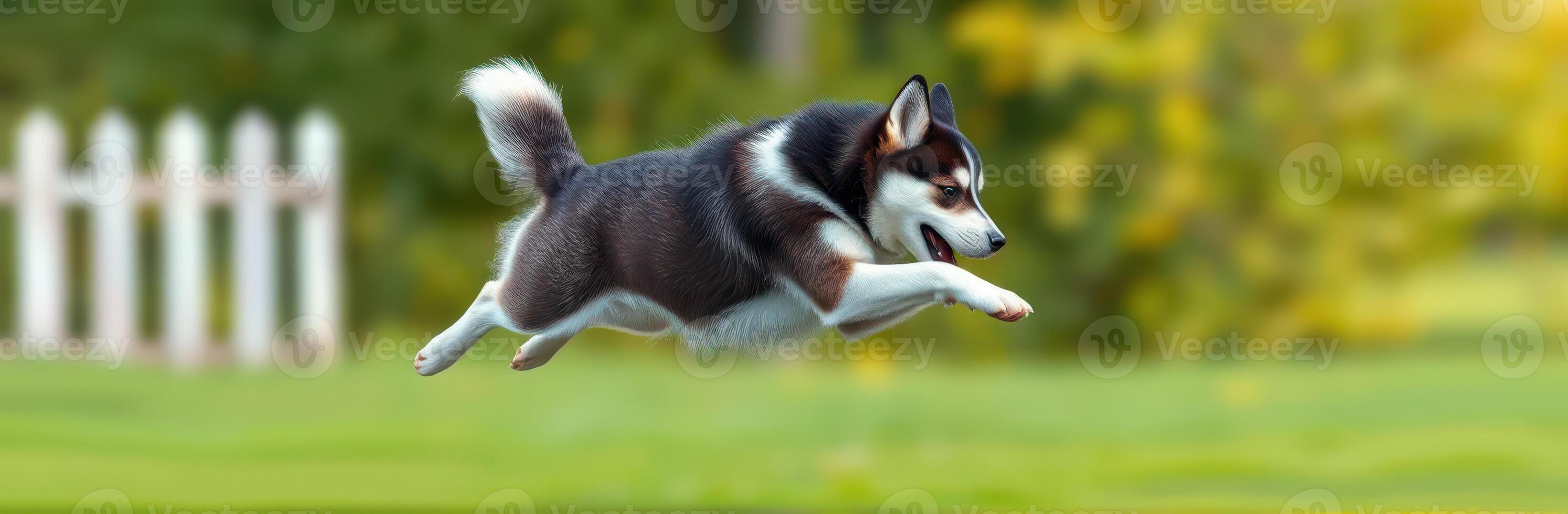 Energetic husky dog jumps joyfully in a sunny park during an afternoon playtime photo