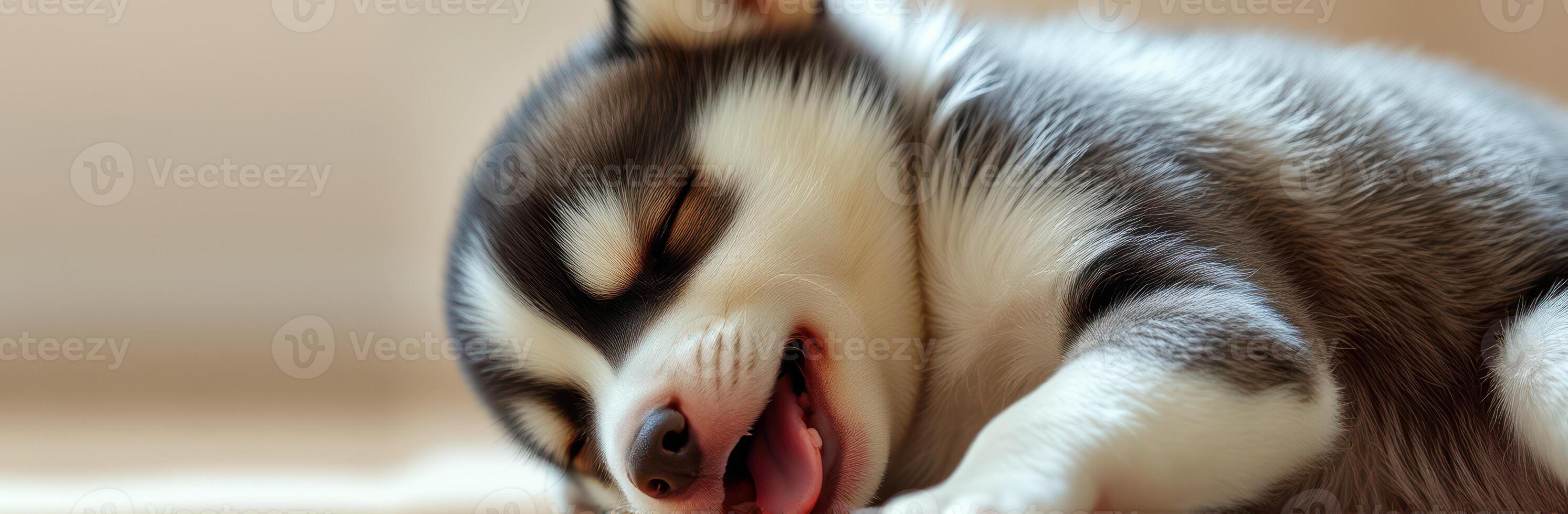 Puppy sleeping peacefully on a soft surface in a bright indoor space during the afternoon hours photo