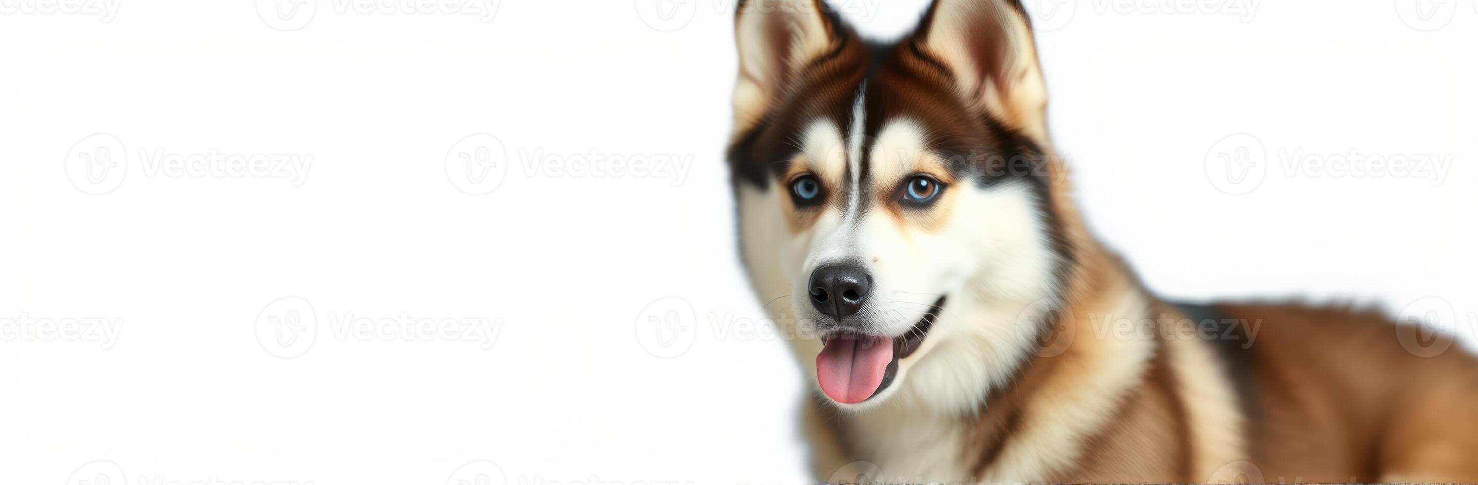 Husky dog with striking fur and playful expression in a bright environment showcasing its lively nature photo