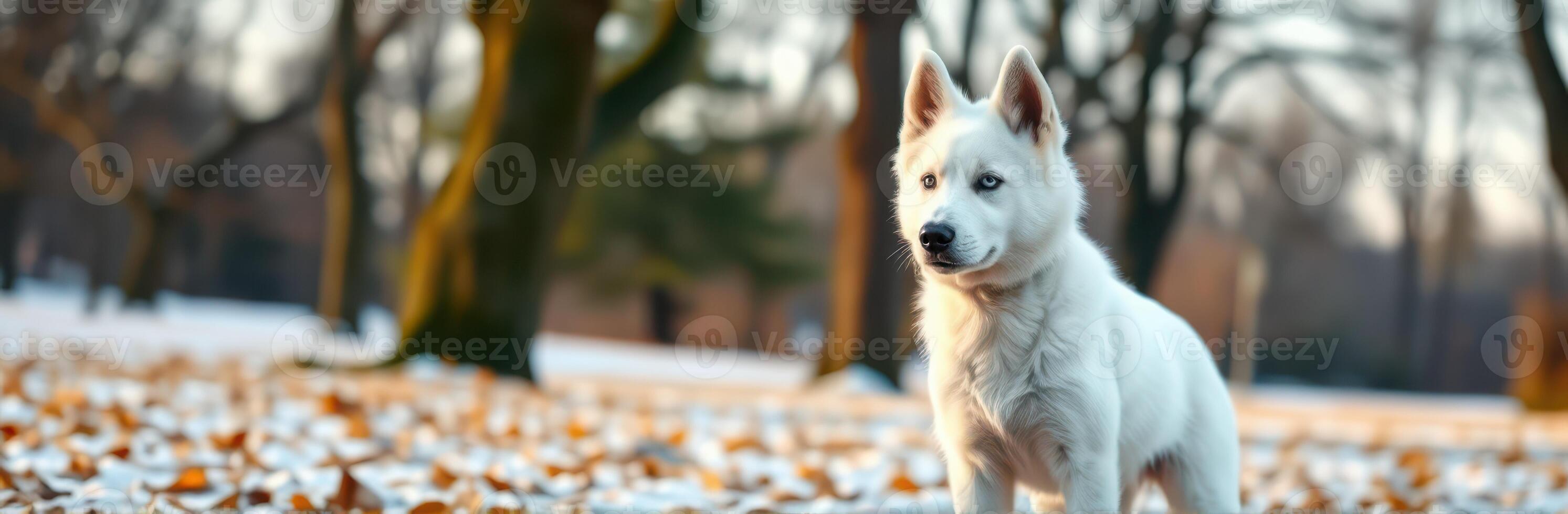 Snowy white dog exploring a park filled with autumn leaves during late afternoon sunlight photo