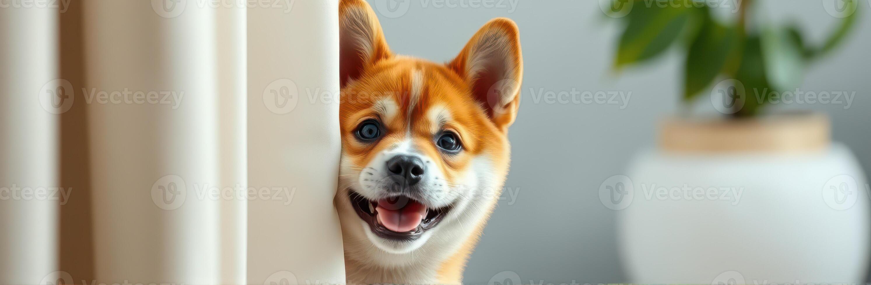 Happy dog peeks around a curtain in a cozy indoor setting during daylight hours photo