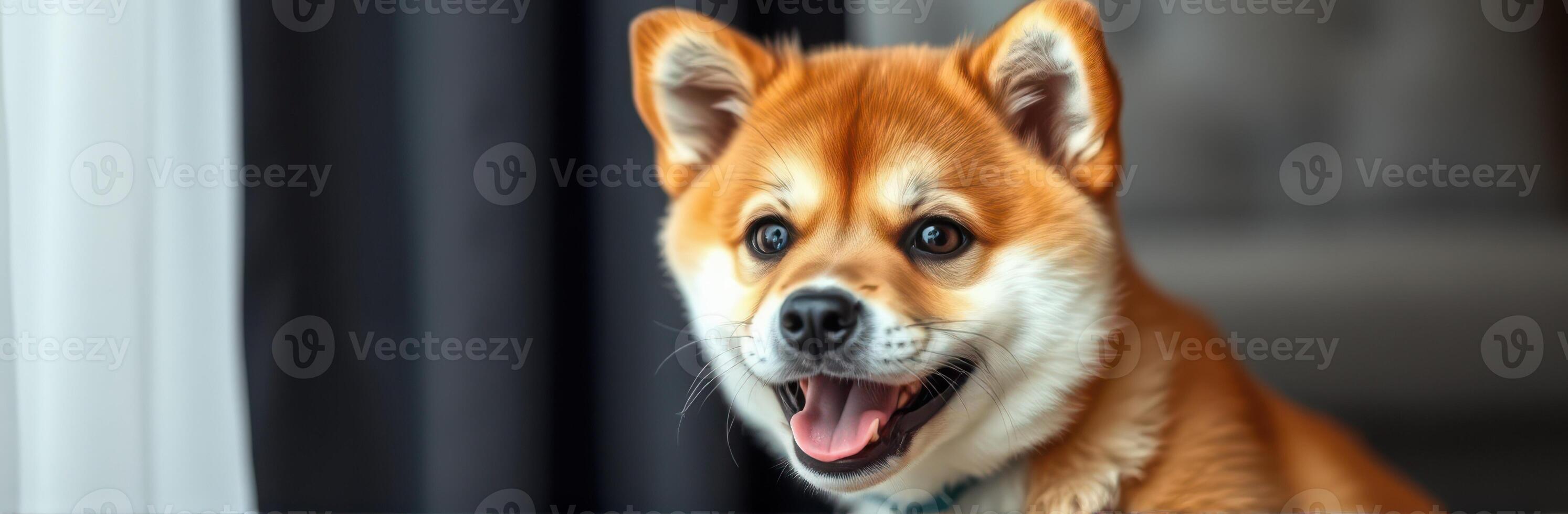 Cute shiba inu dog enjoying a sunny moment indoors with soft lighting and cheerful expression photo