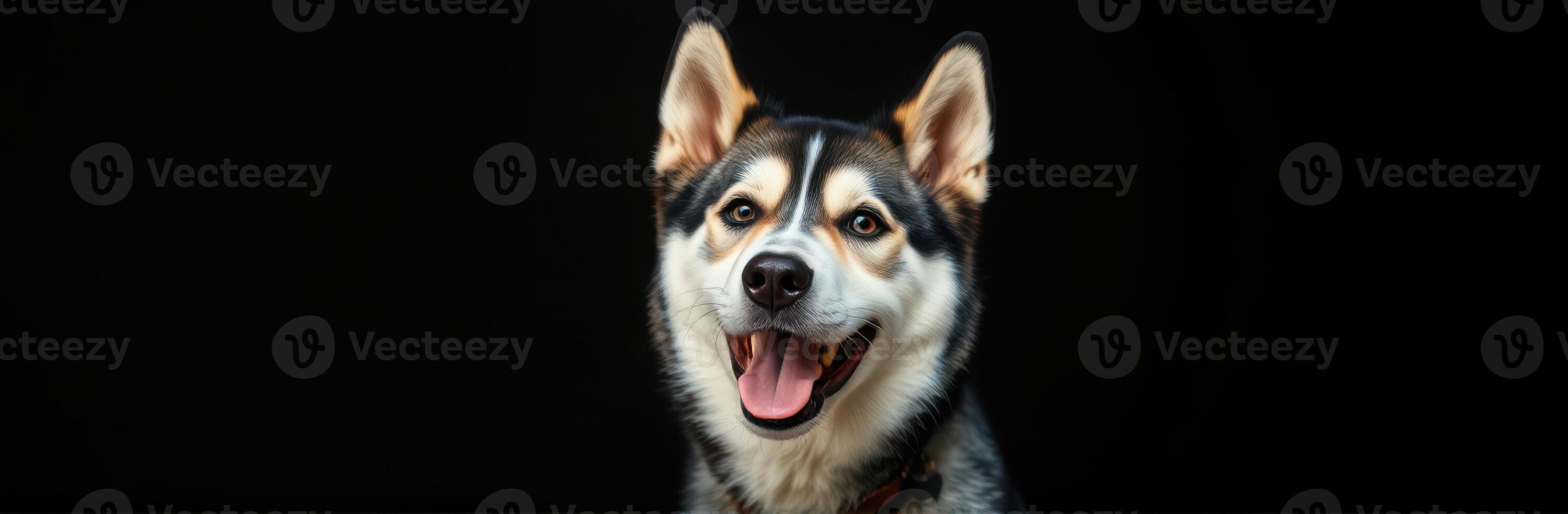 Happy dog with bright eyes and a cheerful expression against a black background photo