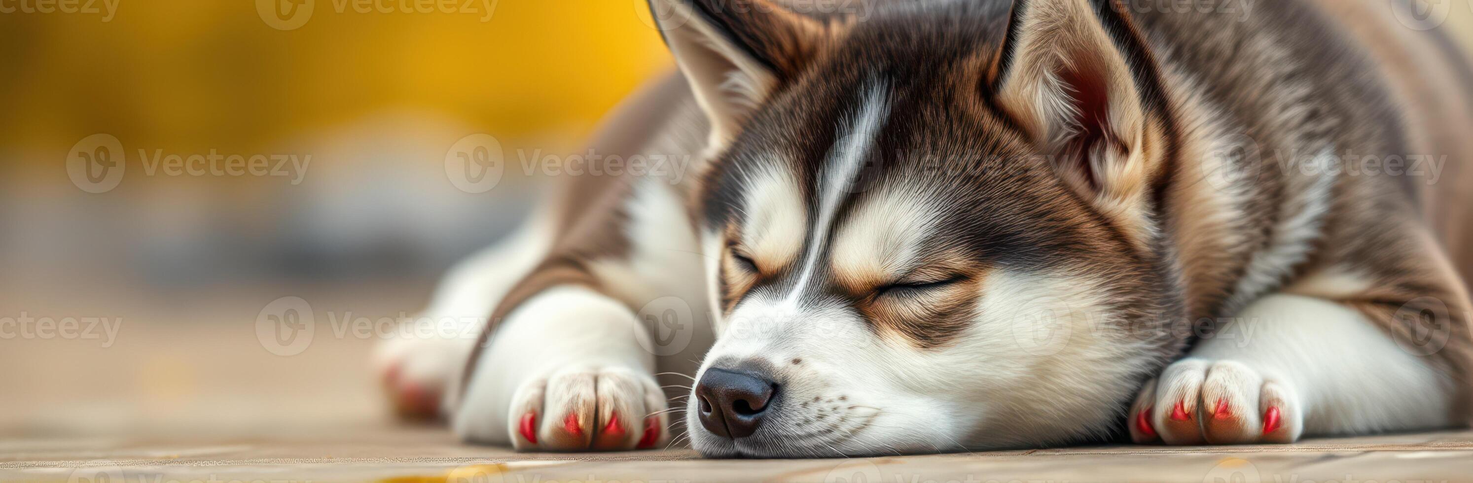 Cute husky puppy sleeping peacefully on a warm sunny day in a garden photo