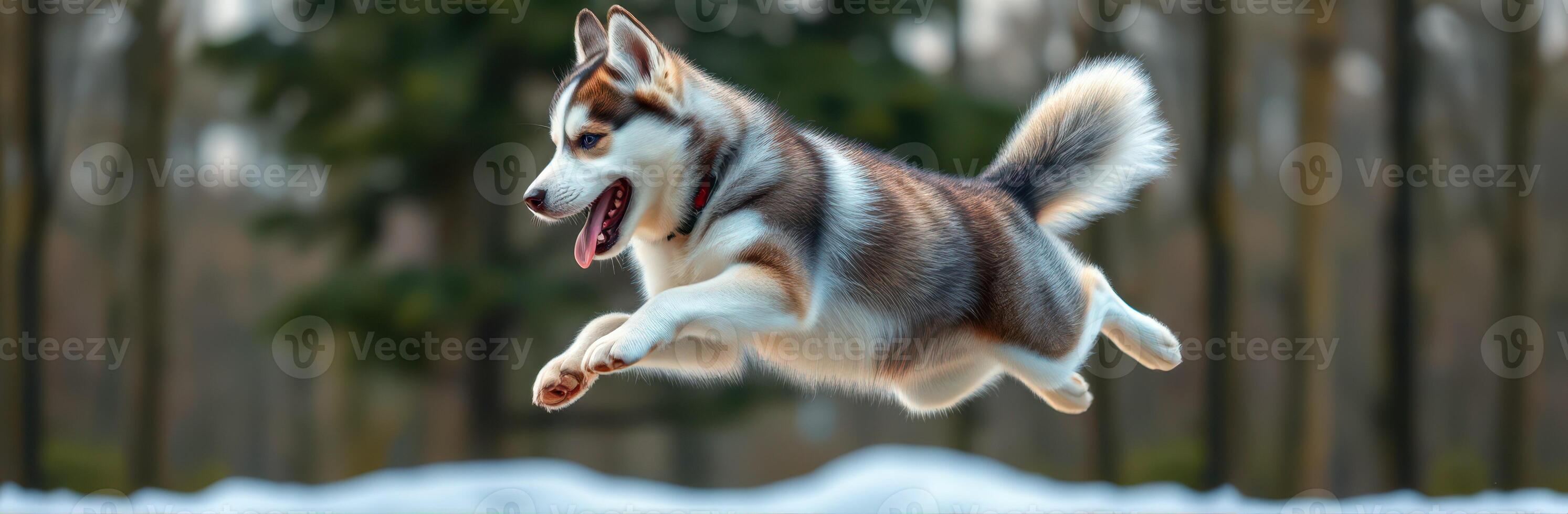 Lively husky jumps joyfully through fresh snow in a serene winter forest photo