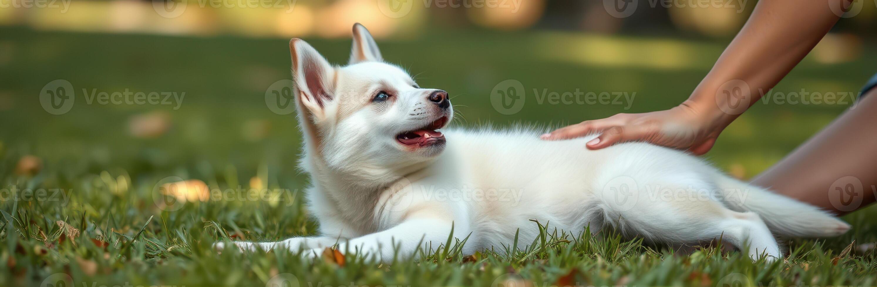 White puppy enjoys gentle petting in a sunlit park on a warm afternoon photo