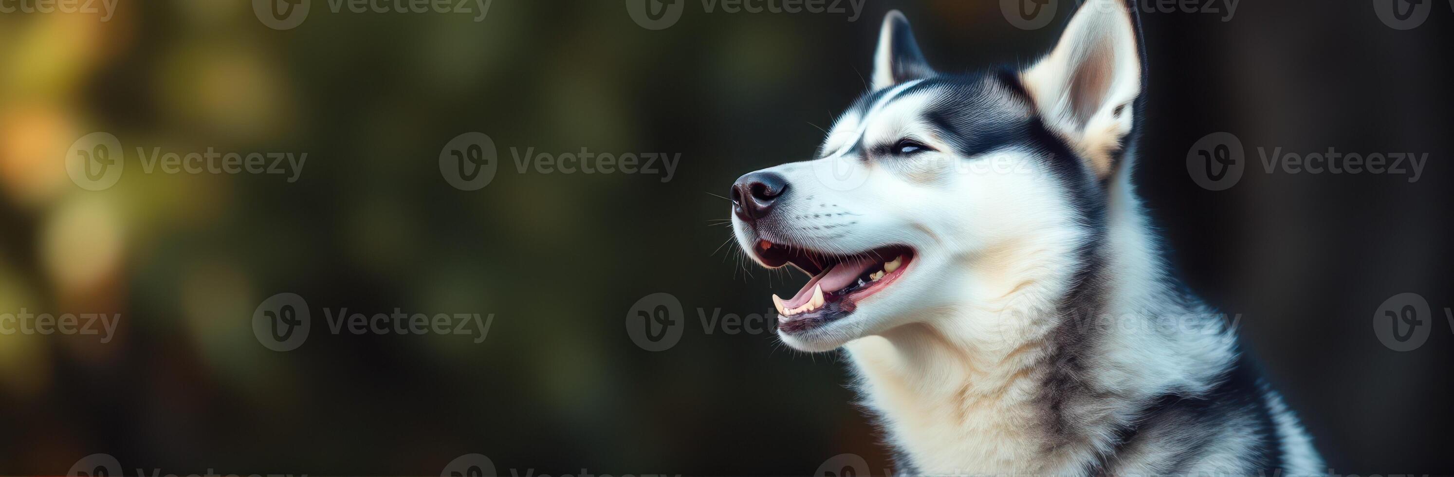 Siberian husky enjoying a sunny day outdoors with a serene expression in a natural setting photo