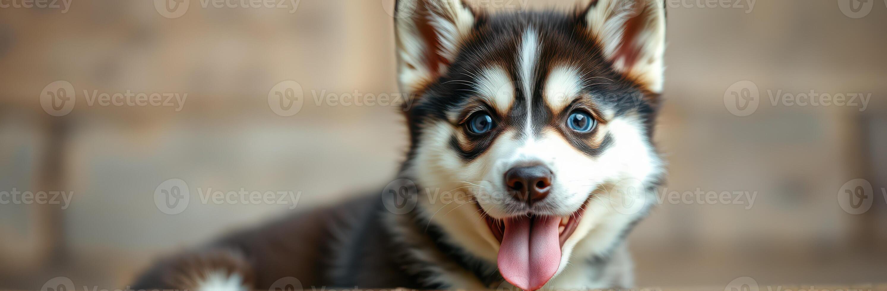 Happy husky puppy relaxing indoors by a brick wall with bright blue eyes and a playful expression photo