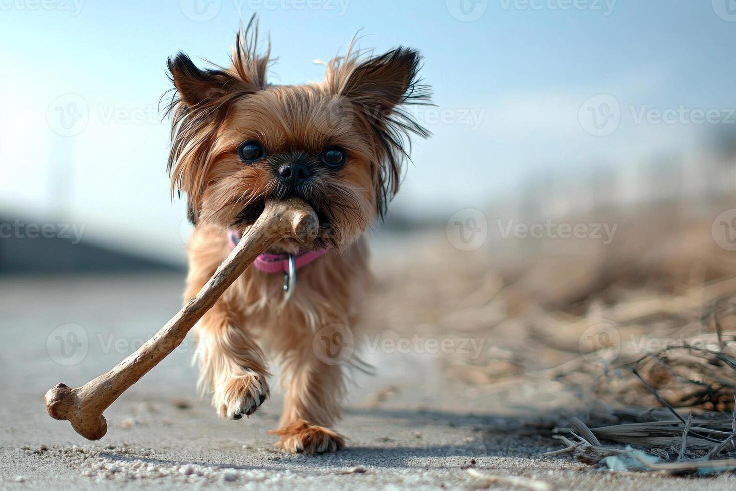 Lhasa Apso happily chews on bone showcasing its playful nature against clean white background. image captures dog's detailed fur and expression photo