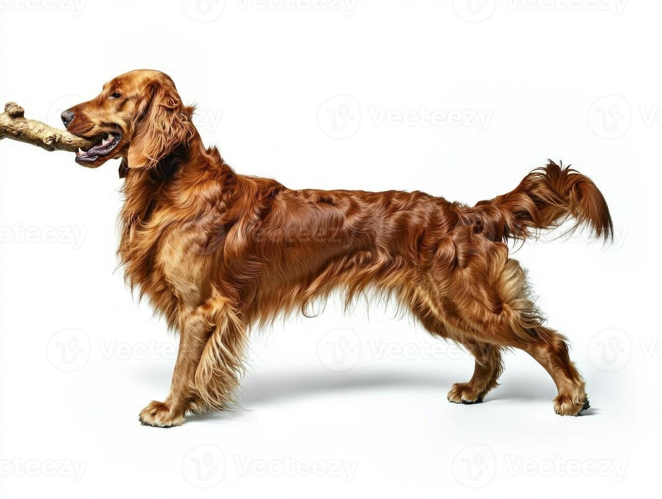 Gordon Setter stands proudly in profile enthusiastically chewing on large bone. clean white background highlights its beautiful fur and joyful expression photo
