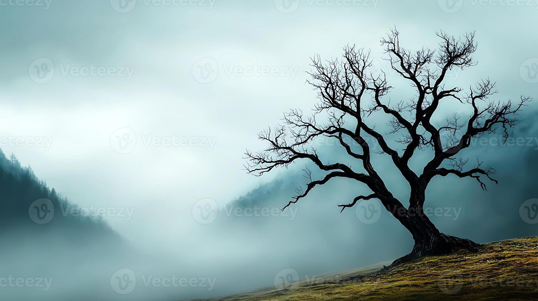 A lone tree stands in the foggy mountains photo