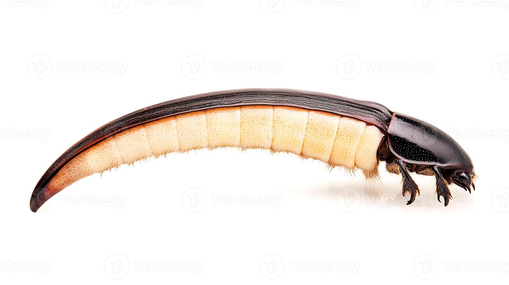 Close-up of a unique insect specimen showcasing its elongated body and distinctive features photo