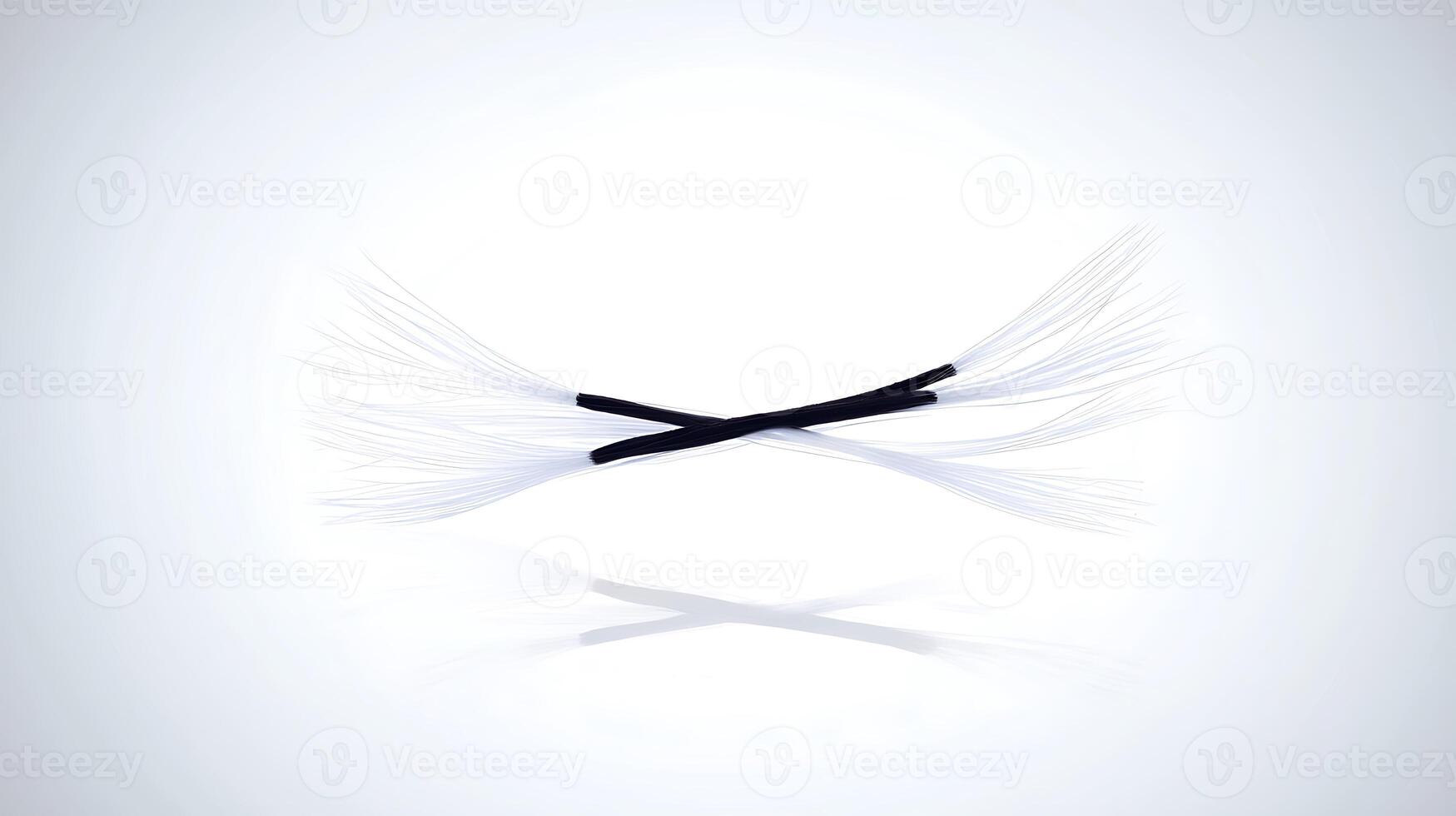 A pair of white and black feathers on a white background photo