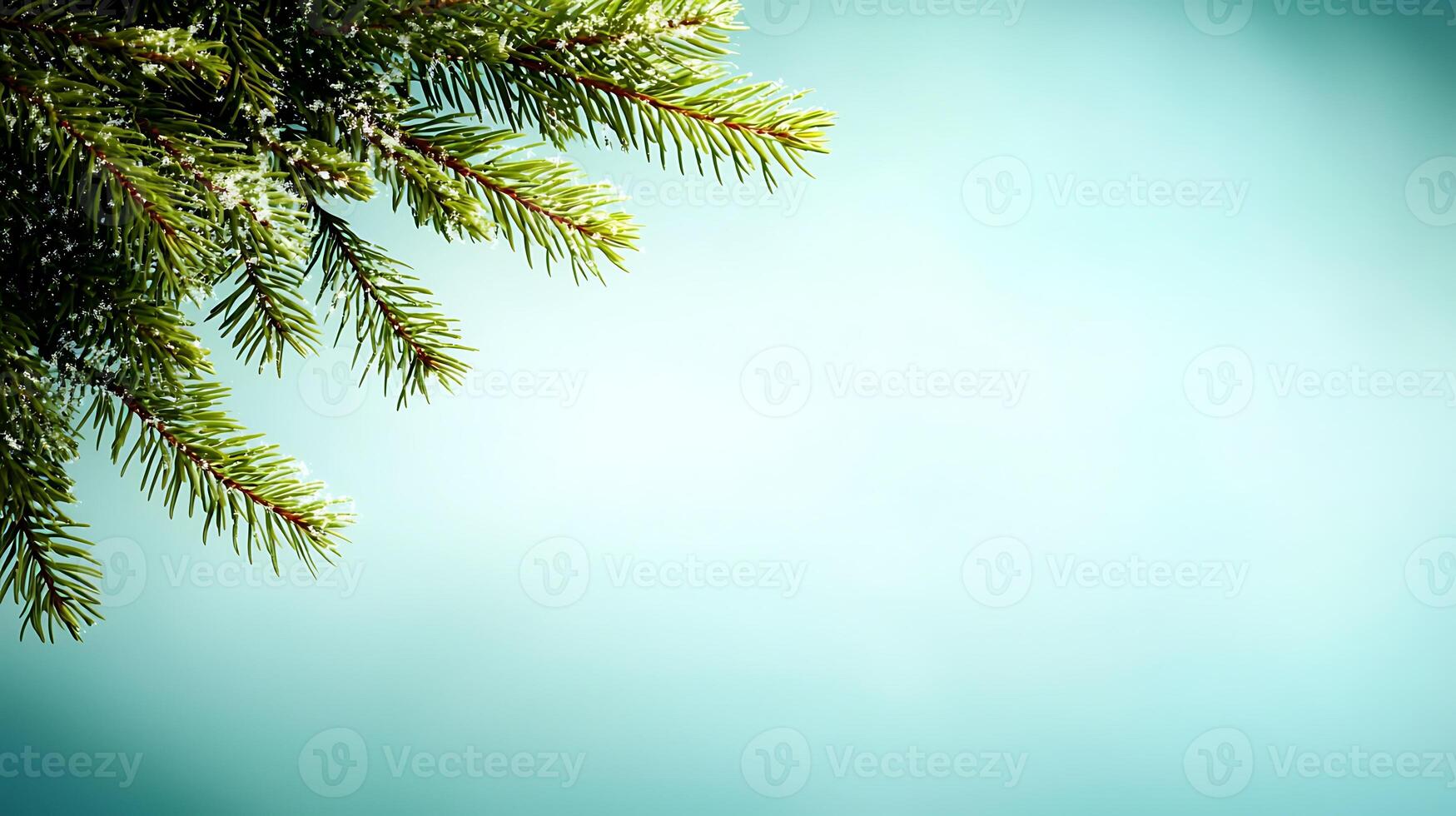 Christmas tree branch with snow on it photo