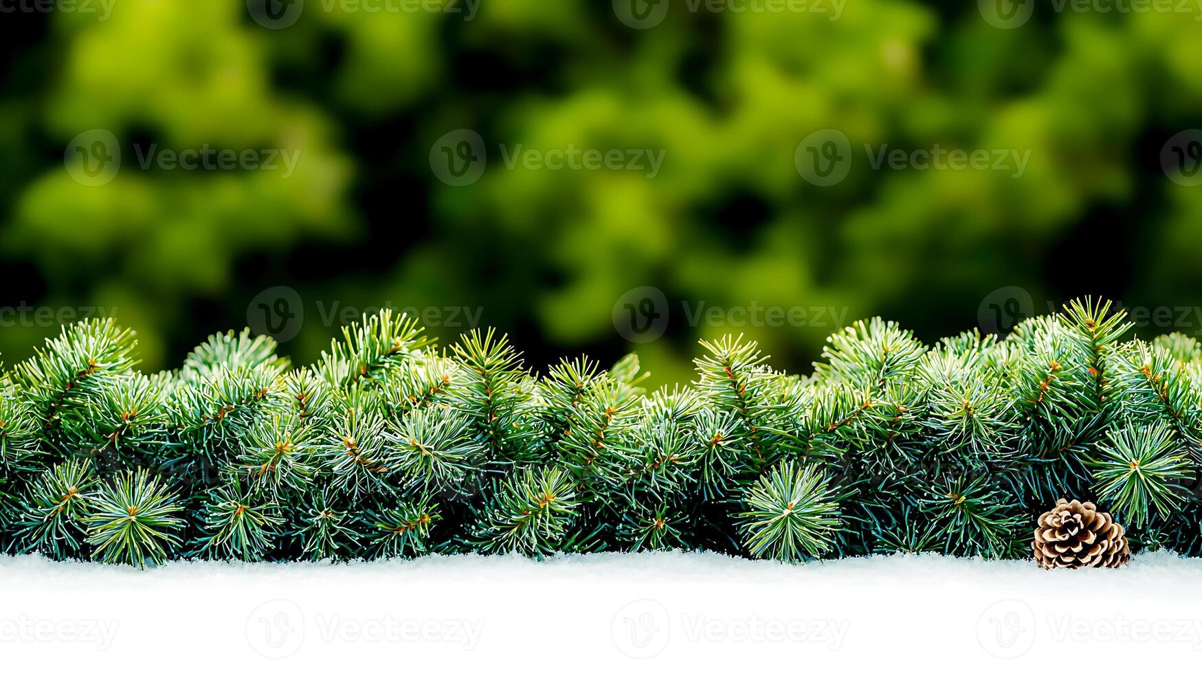 A row of evergreen trees with snow on them photo