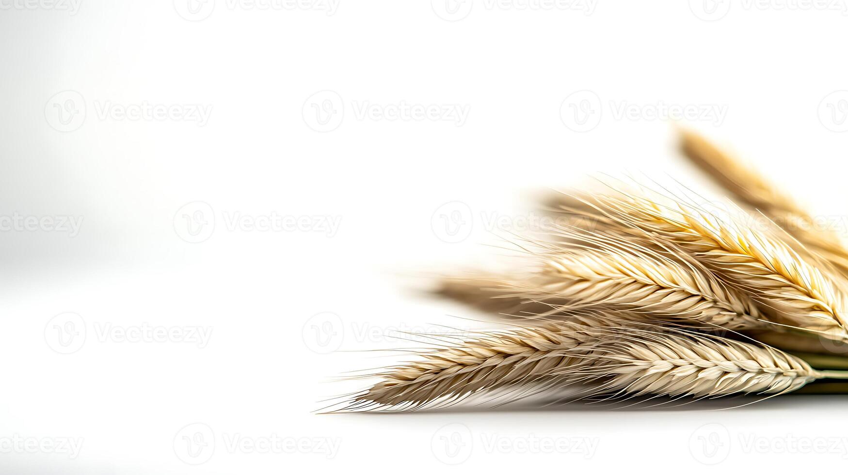 A bunch of wheat on a white background photo