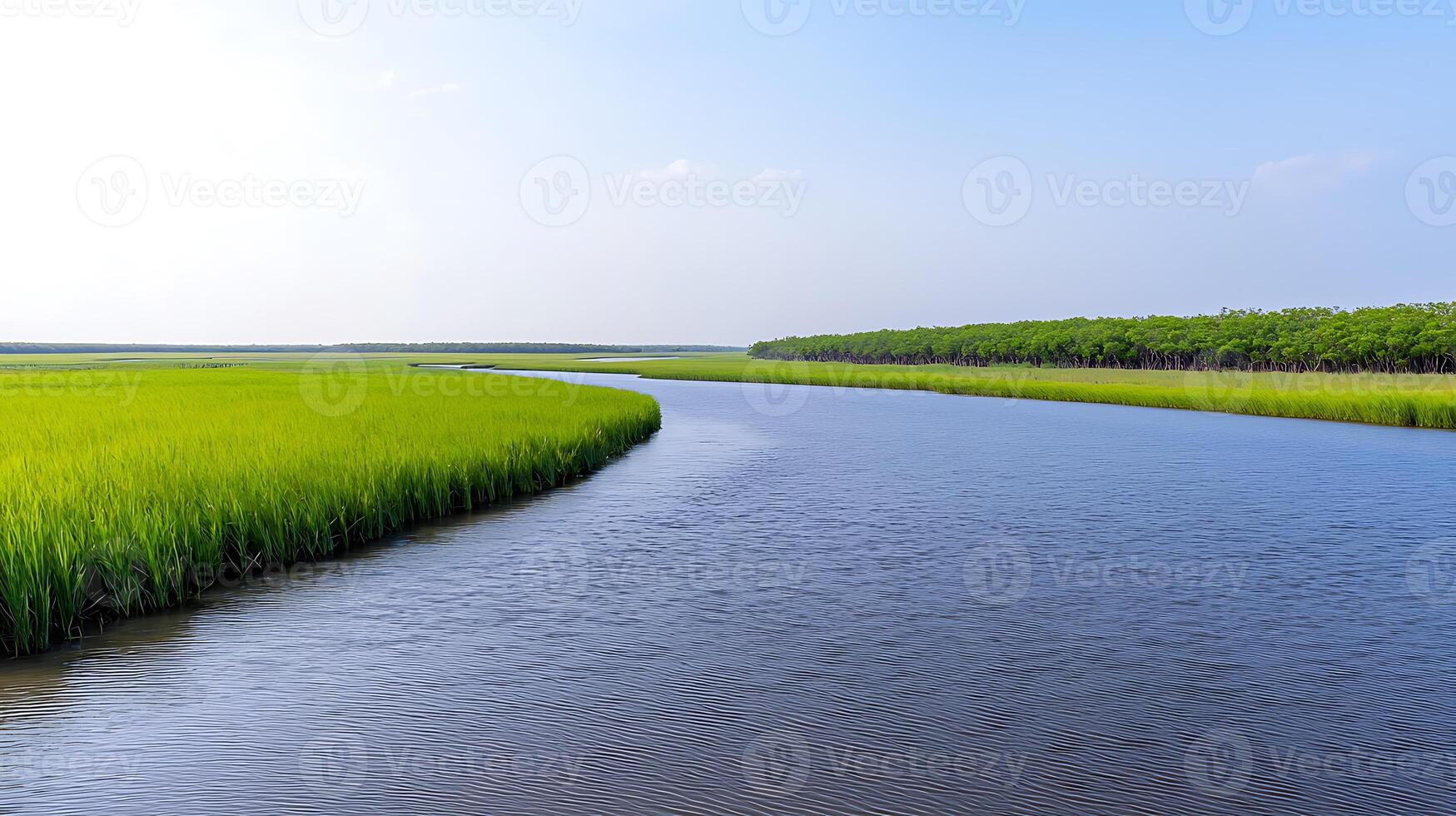 A river flowing through a marshy area photo