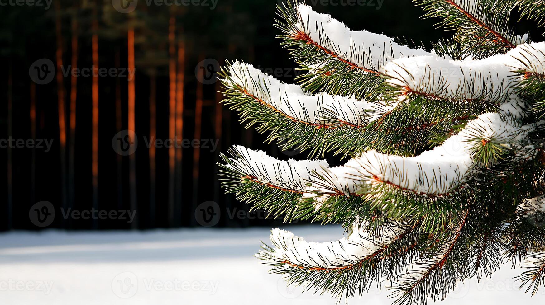 A pine tree with snow on it photo